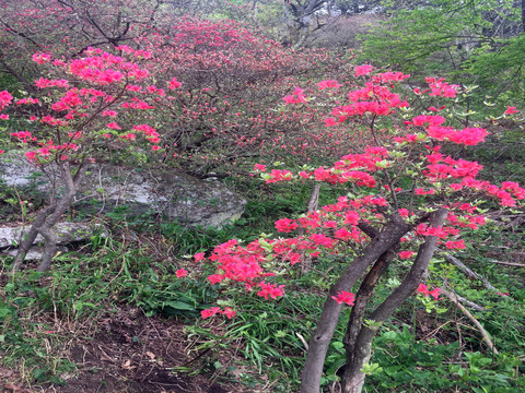 杜鹃花