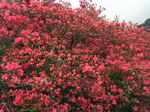 杜鹃花