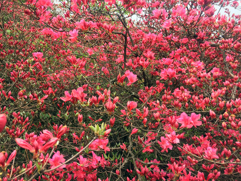 杜鹃花