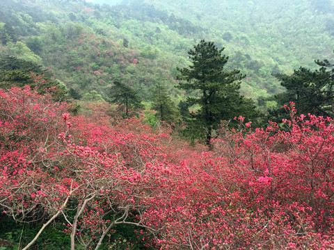 杜鹃花