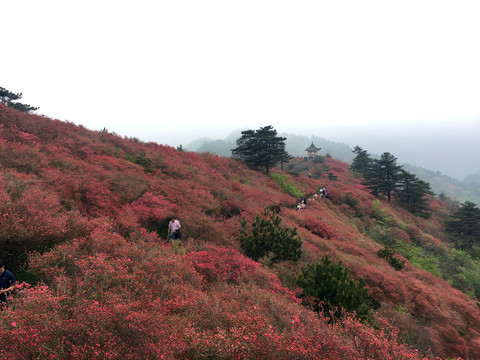 杜鹃花