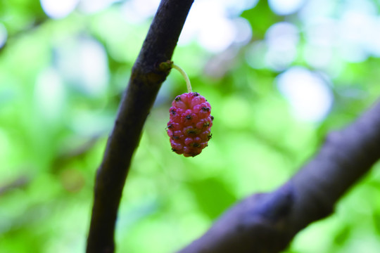 桑葚桑果