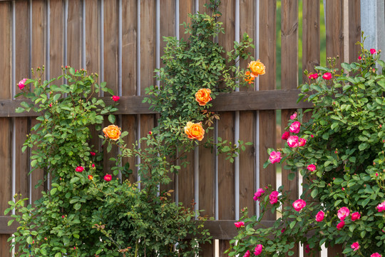 篱笆墙蔷薇花