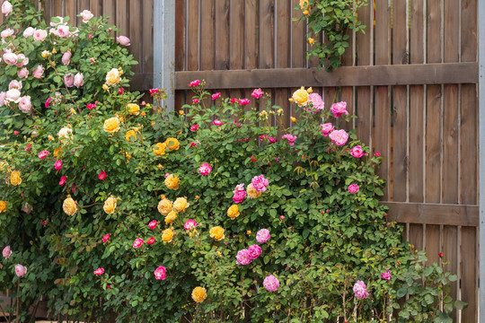 篱笆墙蔷薇花