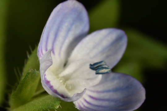 薰衣草