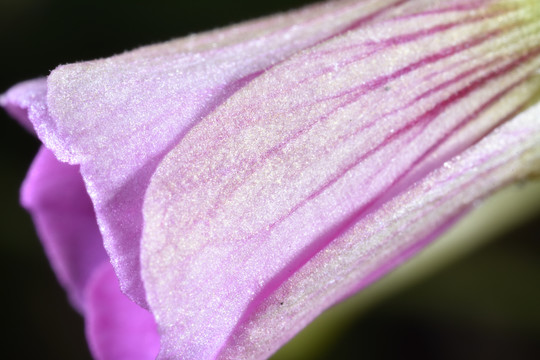 鲜花的花蕊