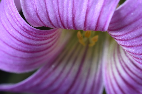 鲜花的花蕊