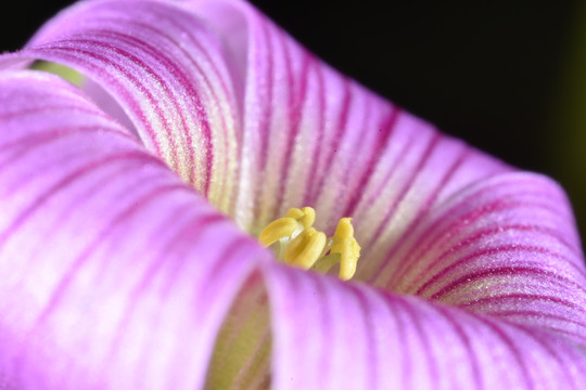 鲜花的花蕊