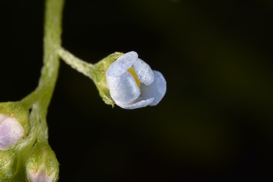 鲜花