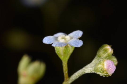 鲜花