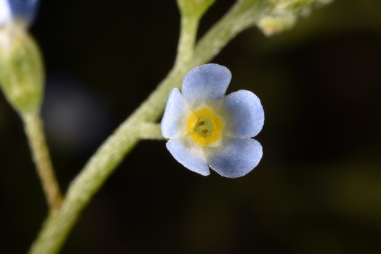 鲜花