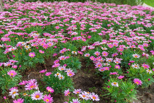 格桑花