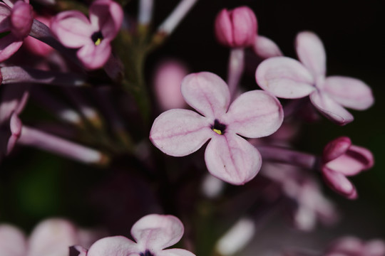 丁香花