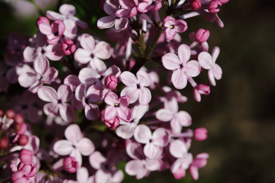 丁香花