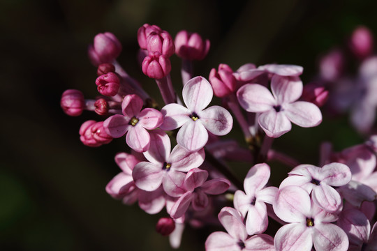 丁香花