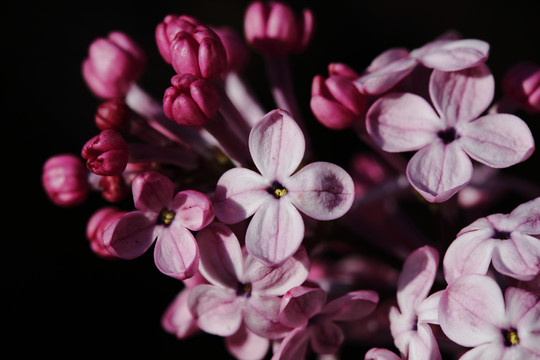 丁香花