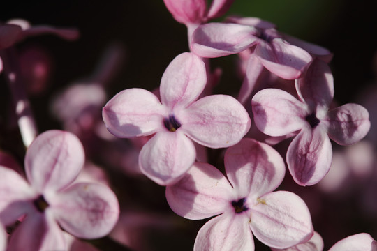 丁香花