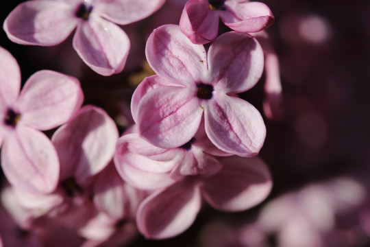 丁香花