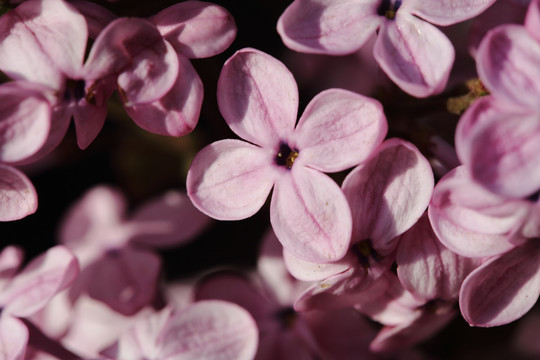 丁香花