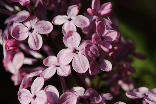 丁香花