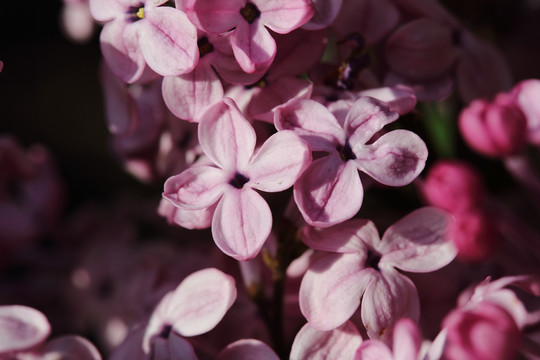 丁香花