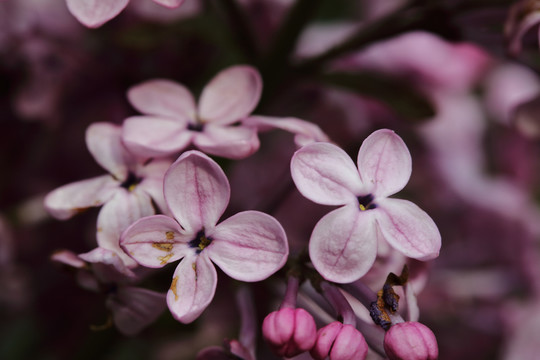 丁香花