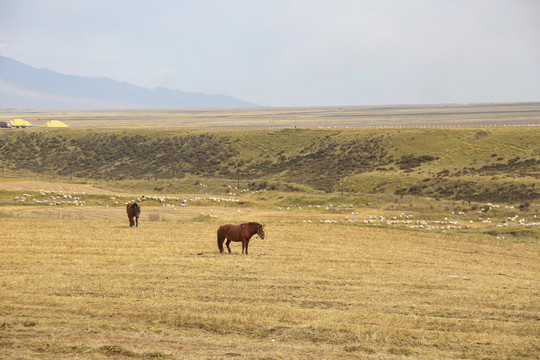高原上的马匹羊群