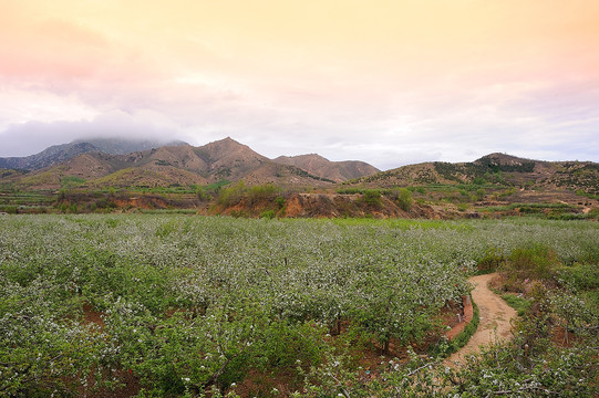 苹果种植基地