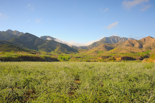 苹果种植基地