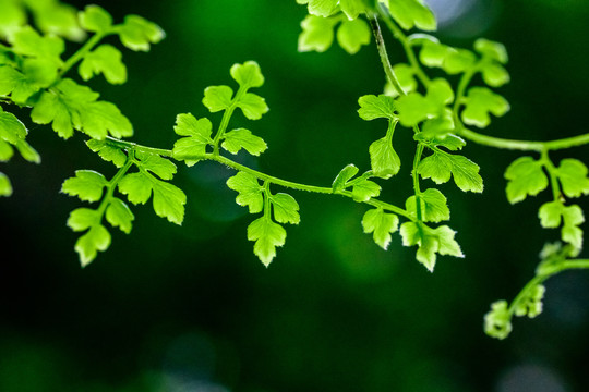 绿叶蕨类植物