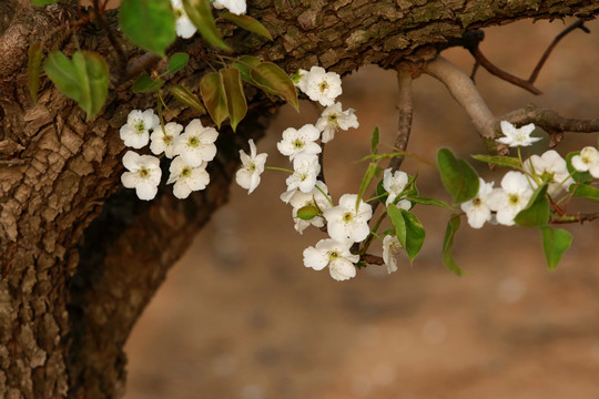 砀山梨花