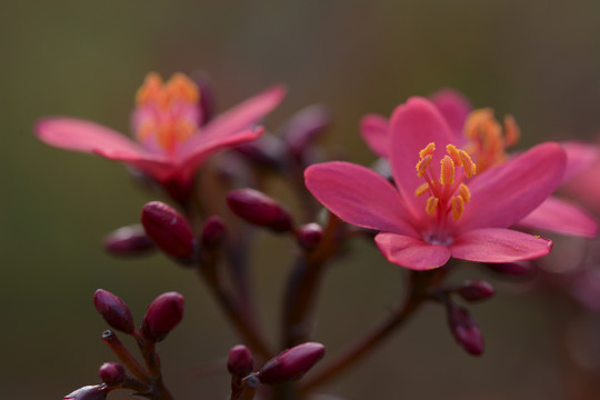 大叶龙船花