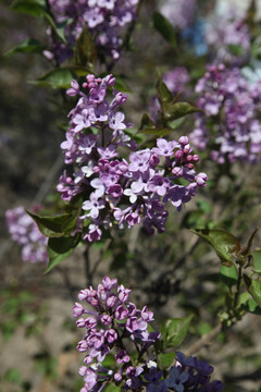 丁香花