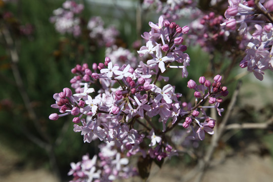 丁香花