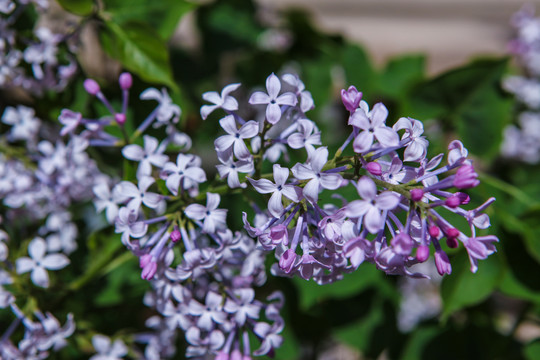 丁香花