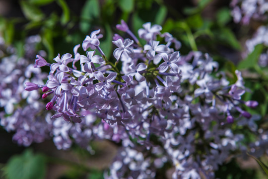 丁香花