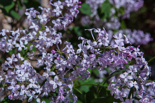 丁香花