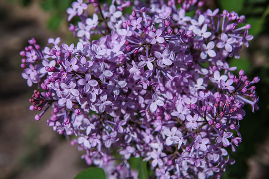 丁香花