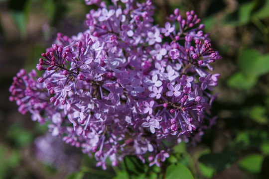 丁香花