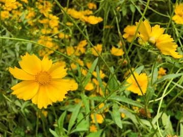 金鸡菊