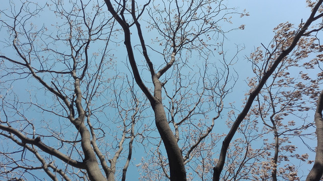 蓝天与树枝