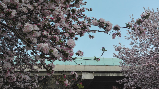 西府海棠