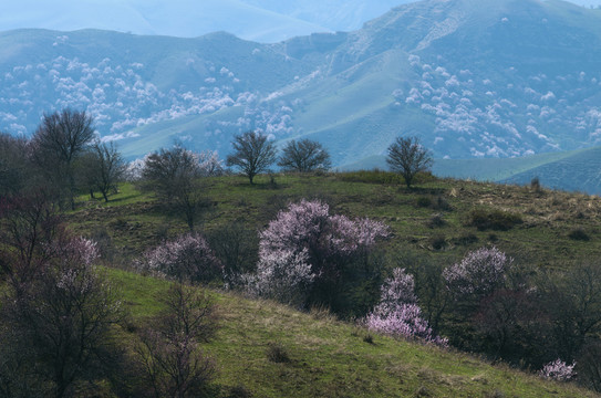 山花