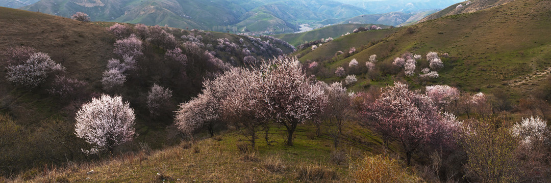 山花