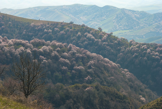 山花