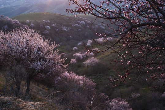 山花