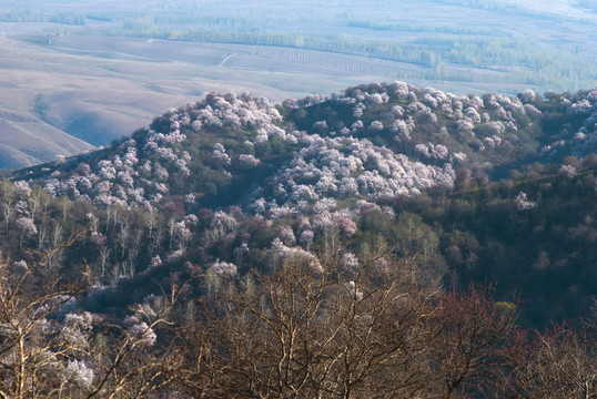 山花