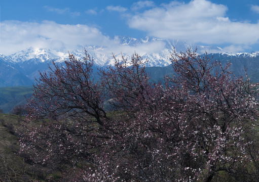 山花