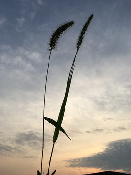 狗尾草的天空