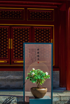 北京故宫牡丹花展